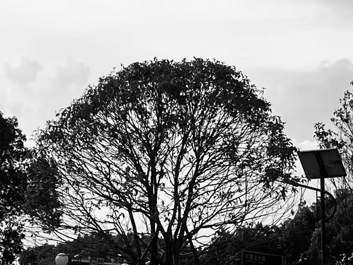 赖施娟 线面构成 82.jpg